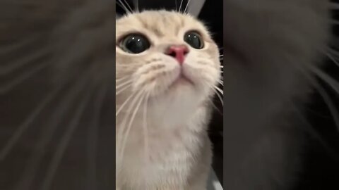 Cat sound for your day.#explore #subscribe #like #TravelAndLook #comment #catsounds