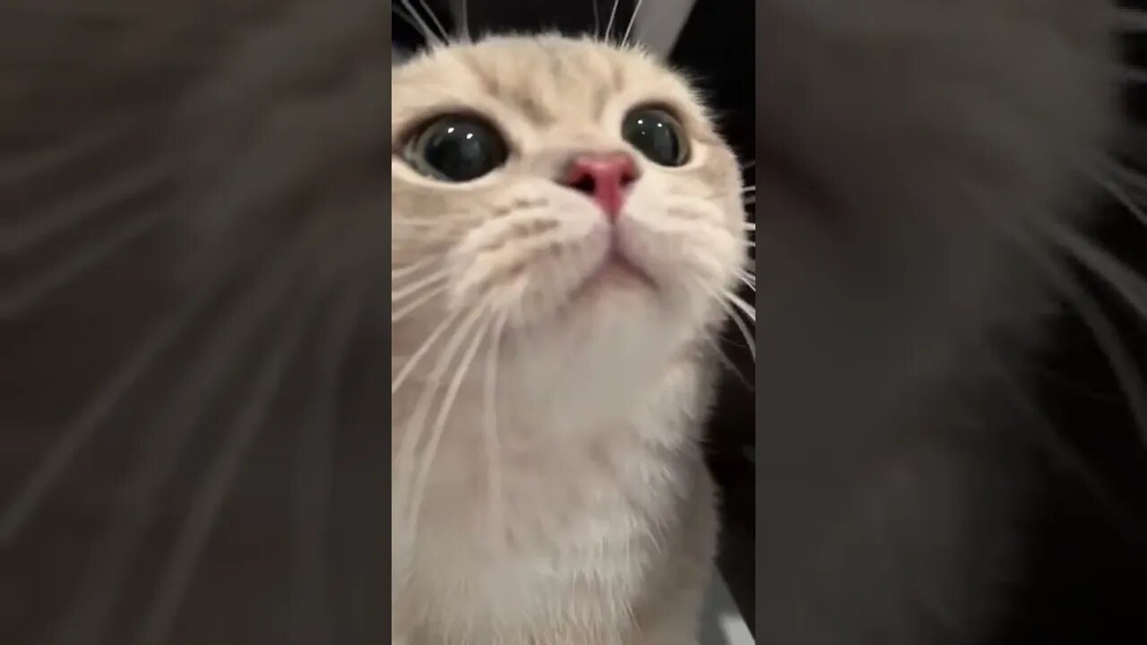 Cat sound for your day.#explore #subscribe #like #TravelAndLook #comment #catsounds