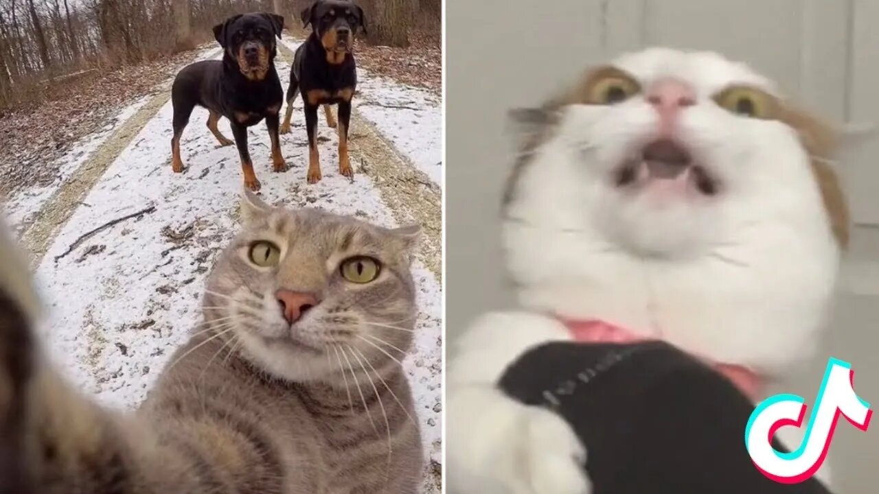 Cute Tiktok Pets that will Cheer you up 2022 Funny animals