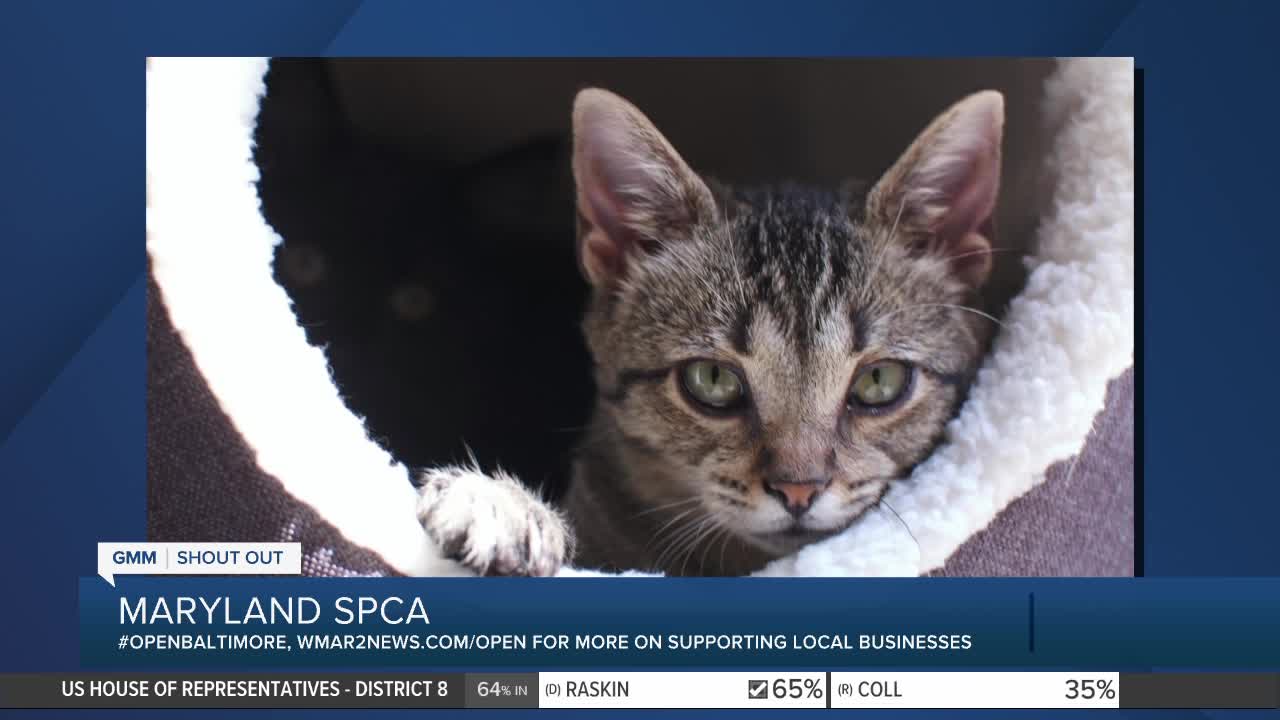 Pets up for adoption at the Maryland SPCA