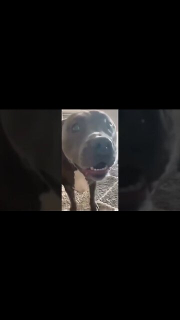 Happy dog complication