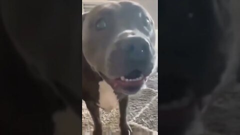 Happy dog complication