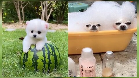 💫🐶Cute Funny and Cute Pomeranian Videos - Mini Pomeranian