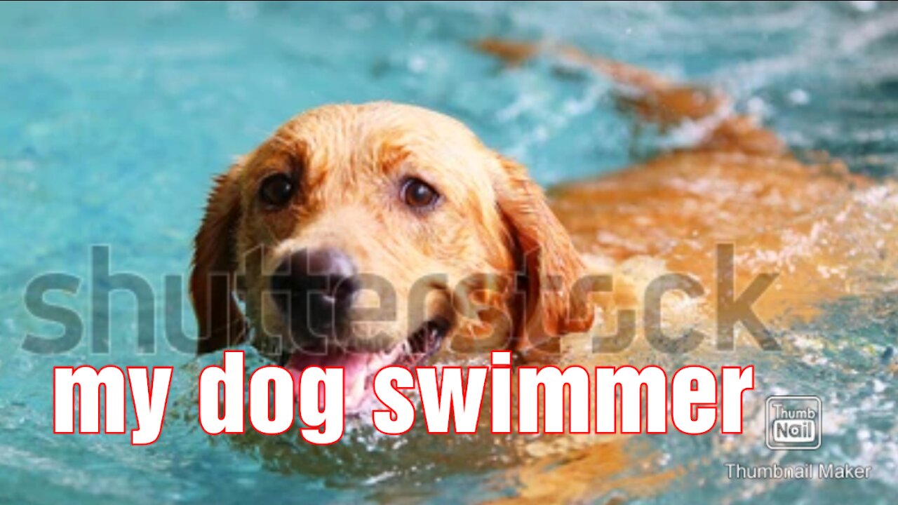 Teach my lovely dog how to swim