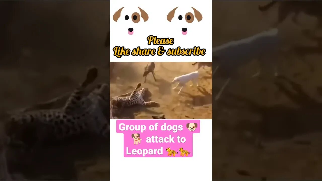 Dog 🐶 group attack to leopard 🐆🐆 2022,#shorts #youtubeshorts¥