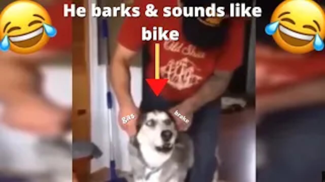 Dog Barks & Sounds Like Bike | Daily Dose Of Cars & Bikes