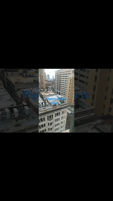 pigeons came to roost in cc philadelphia