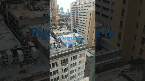 pigeons came to roost in cc philadelphia