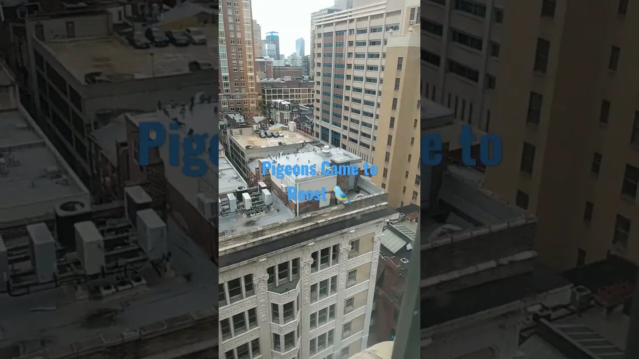 pigeons came to roost in cc philadelphia