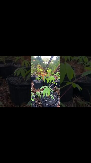 Watering the Cassava plants - Louisiana Fram Life - Raleigh Jones