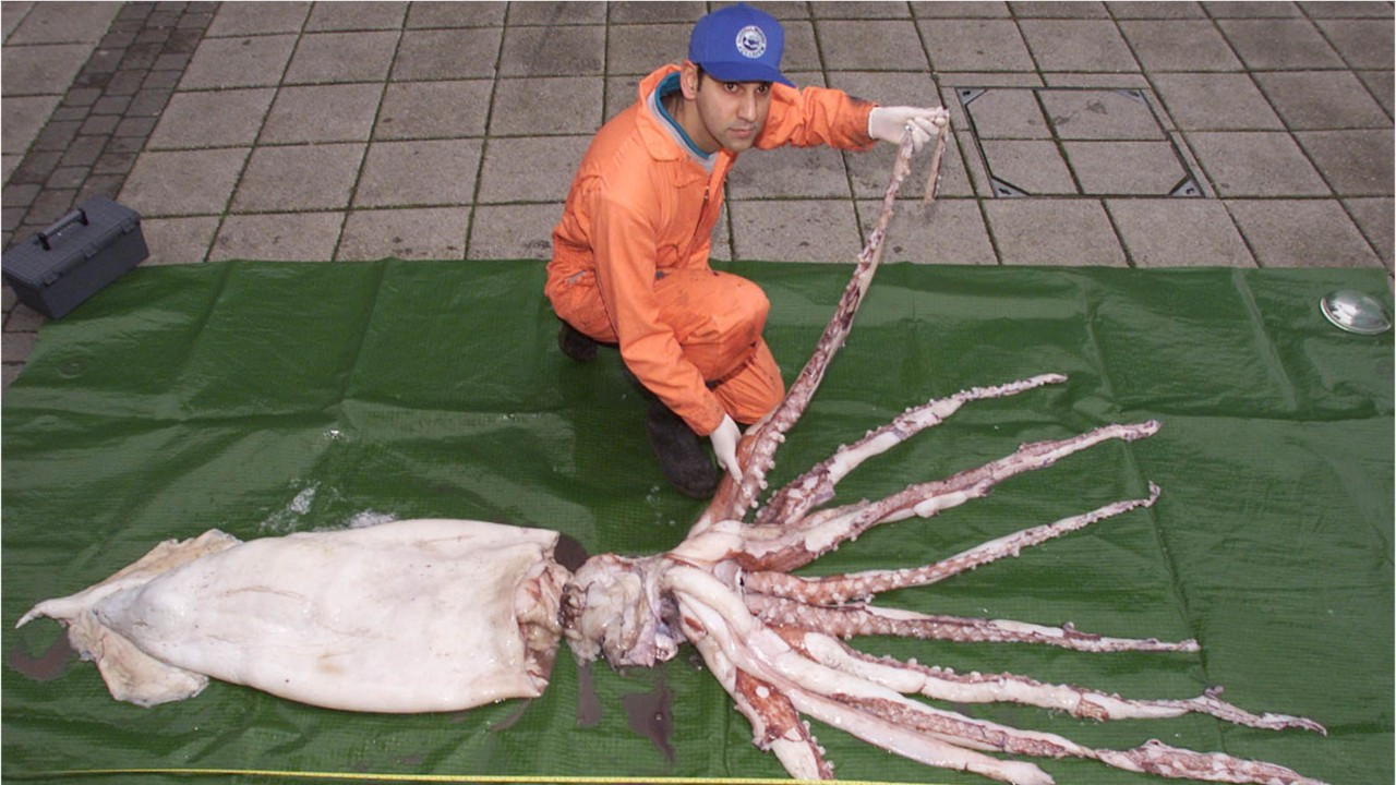 Scientists spot rare 12-foot giant squid in Gulf of Mexico