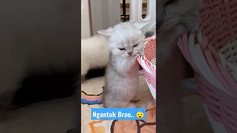 Kucing pengen tidur sudah ngantuk #short #catcutevideo #kucingtidurlucu #kucinggemes