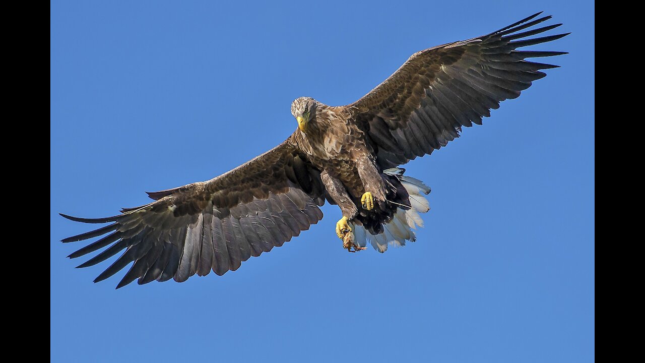 Crowned eagle catches a monkey 😳.