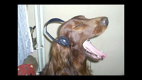 TOP 10 hilarious dog barking sounds - Funny dogs