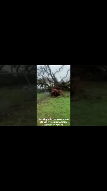 Shocking video shows century old oak tree uprooted after storm in TX #shorts