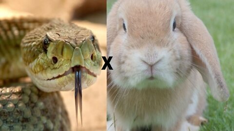 SNAKE X RABBIT BATTLE FOR LIFE