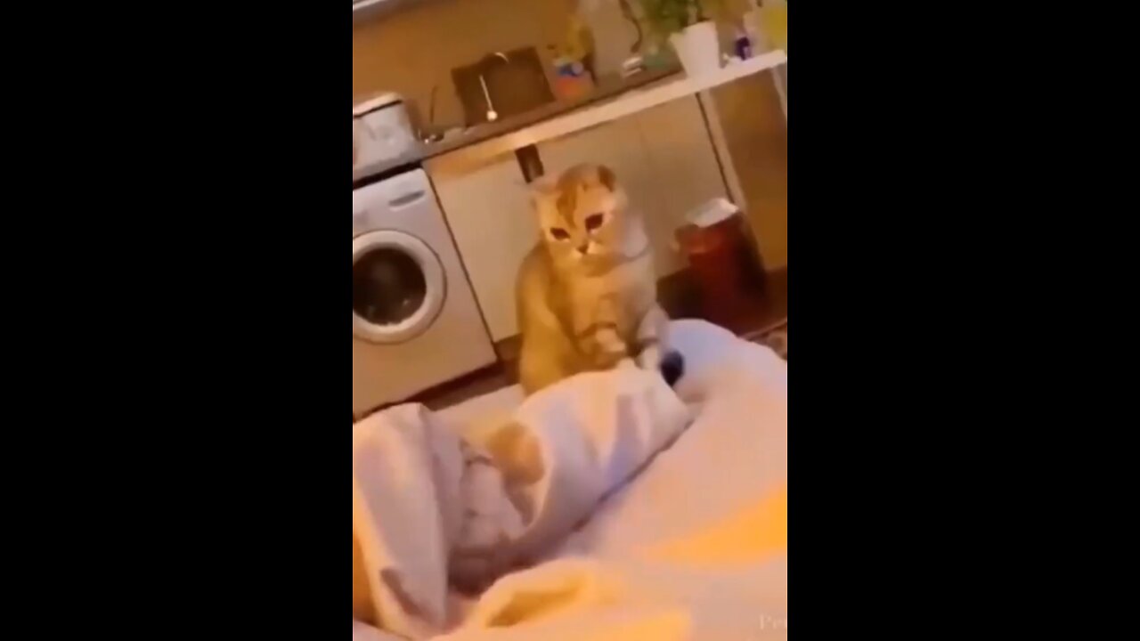 Cat playing with her owner || #short 1