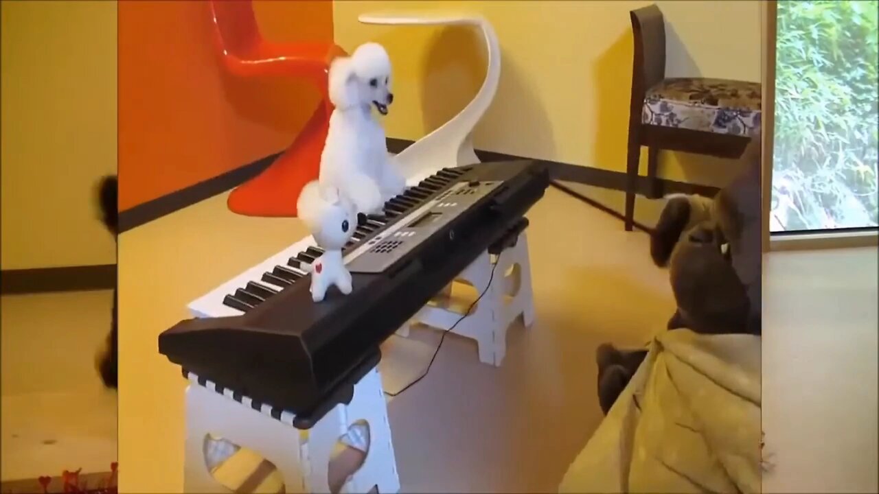 puppy play piano 🎹🎶🥰