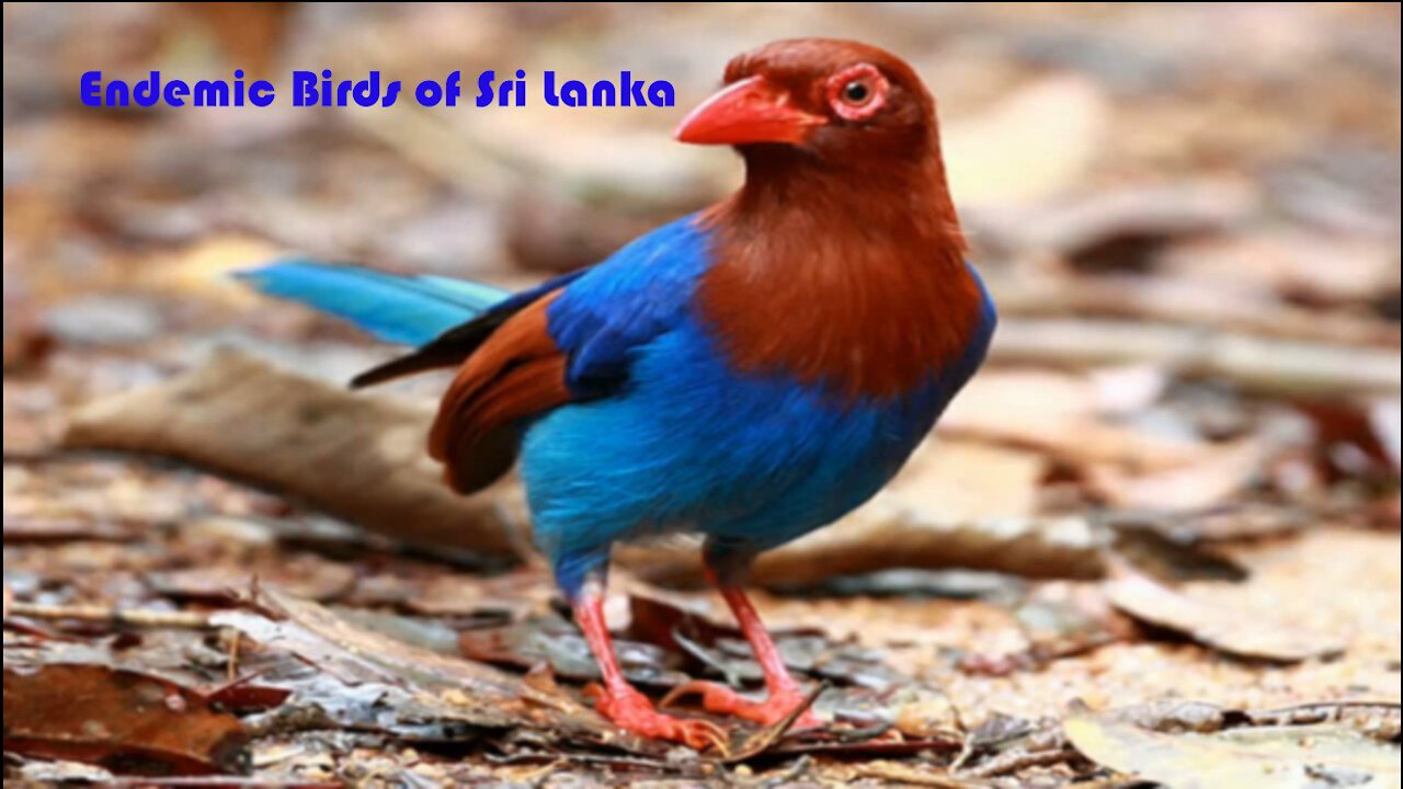 Endemic Birds of Sri Lanka ( Blue Magpie)