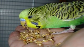 Small budgies screaming wanting food