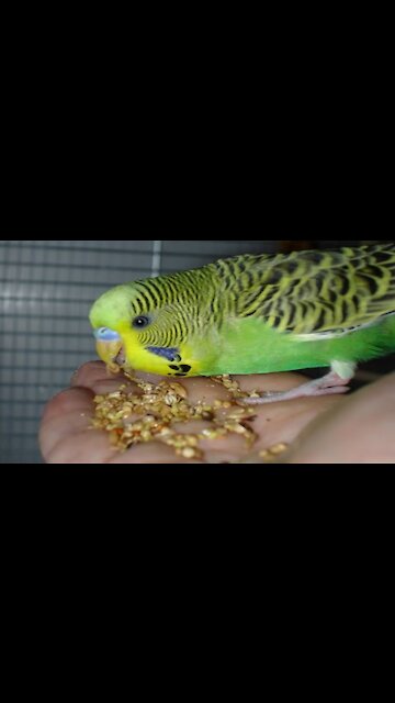 Small budgies screaming wanting food