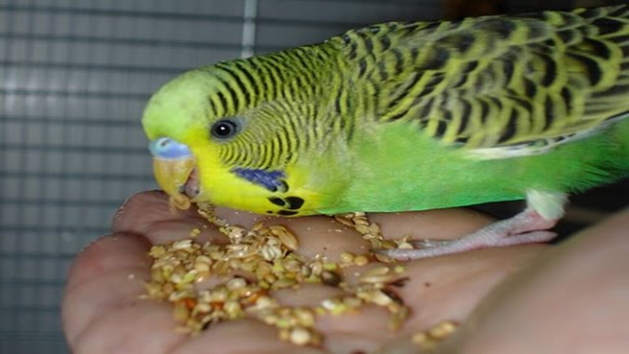 Small budgies screaming wanting food