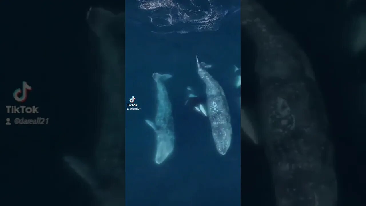 2 gray whale. attack by 30 killer whales.