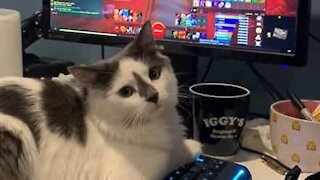 Gato gamer é surpreendido pelo dono