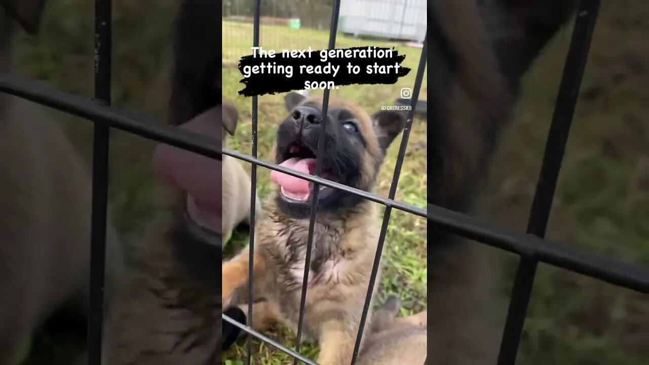 The next generation of Malinois puppies to start training. #malinois #bitework #protectiondog