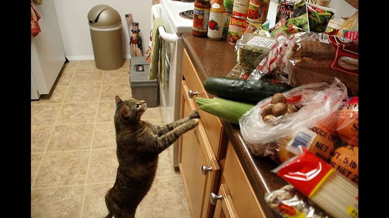 Cute cat cooks