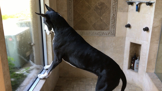 Squirrel Ignores Barking Great Dane and Cat