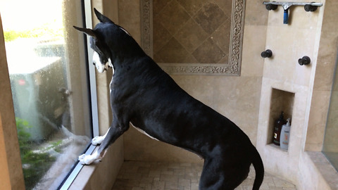 Squirrel Ignores Barking Great Dane and Cat