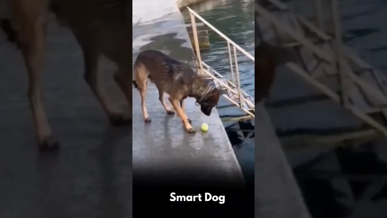 Smart Dog 🐶 #shorts #funny dog #Shorts #youtube shorts