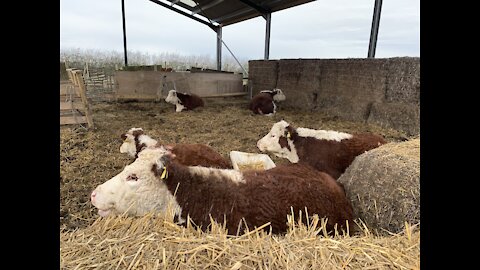 Mini Cattle Drive