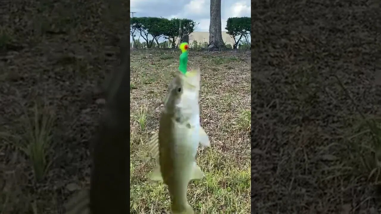 Catching a bass on a squid looking thing