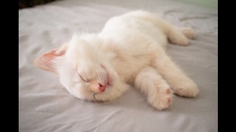 Baby Cats - Cute and Funny Baby Cat Videos Compilation 6:32