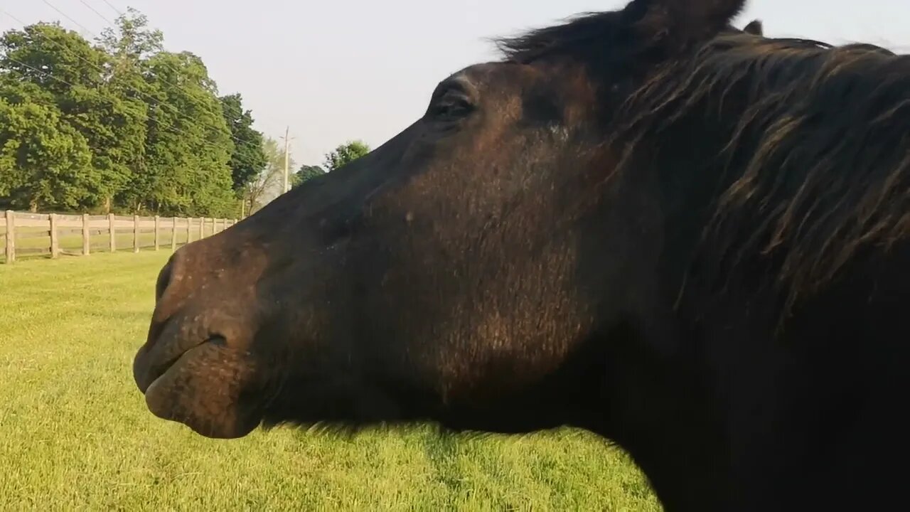 Dolly the 🐴: I short circuit a horse with back rubs🤣. Purple Hill Country Opry 6