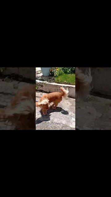 #dogshow , #animals , #dog , ,#shorts