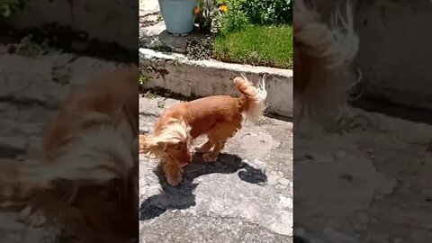 #dogshow , #animals , #dog , ,#shorts