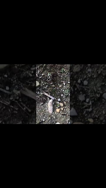 Moose tracks#moose#tracks #northwoods #outdoors #gametrail#mooserack #moosesign