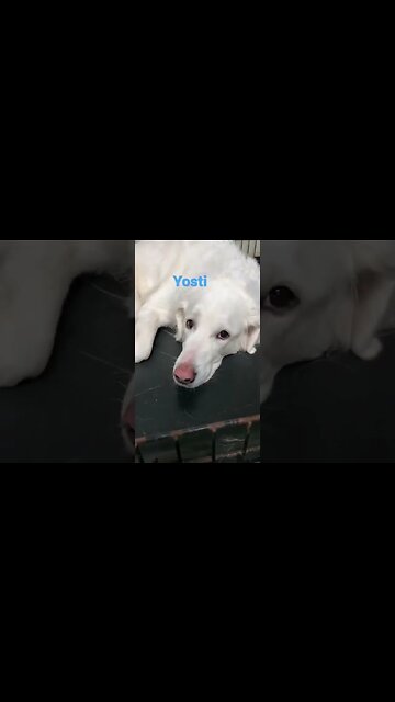 [Shorts 0047] YOSTI [#dogs #doggos #doggies #puppies #dogdaycare]