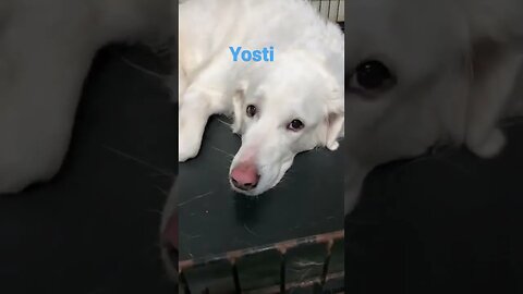 [Shorts 0047] YOSTI [#dogs #doggos #doggies #puppies #dogdaycare]