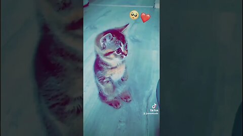 #cat #cats #catsoftiktok