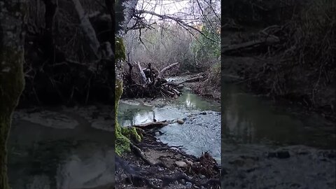 Stevens Creek Crossing on the Canyon Trail