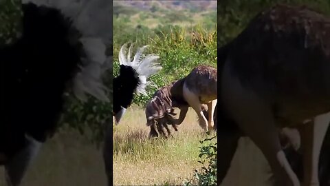 HILARIOUS Ostrich Mating Dance #shorts #short