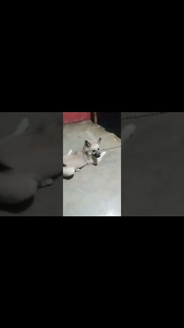 One Of The Best Dog Videos Ever😭❤️