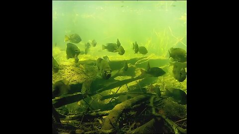 Bluegill swarm