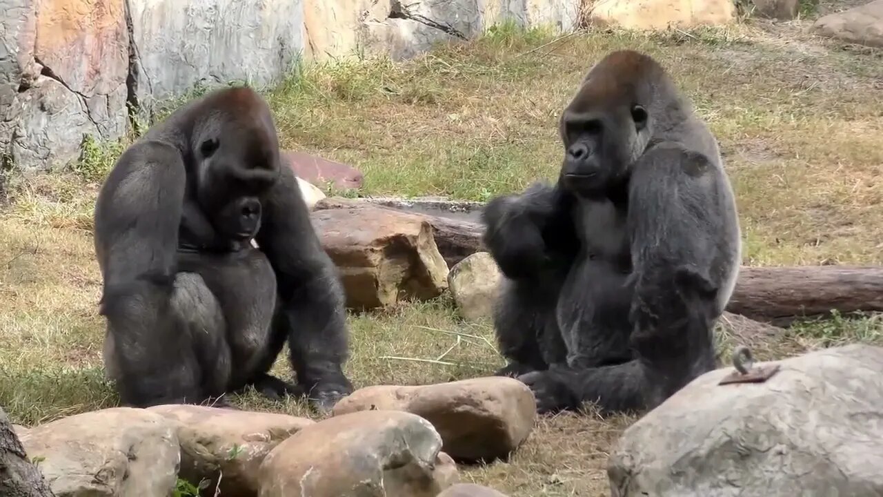 Gorilla Fight Club 2 FYV-9