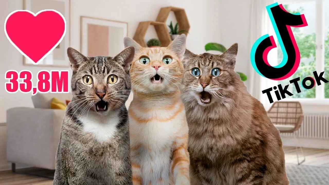 Funniest Cat Videos that will Brighten your Day - Best of Tiktok Cats 2022