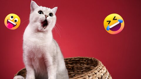 Funny and Cute Moment Cat Videos